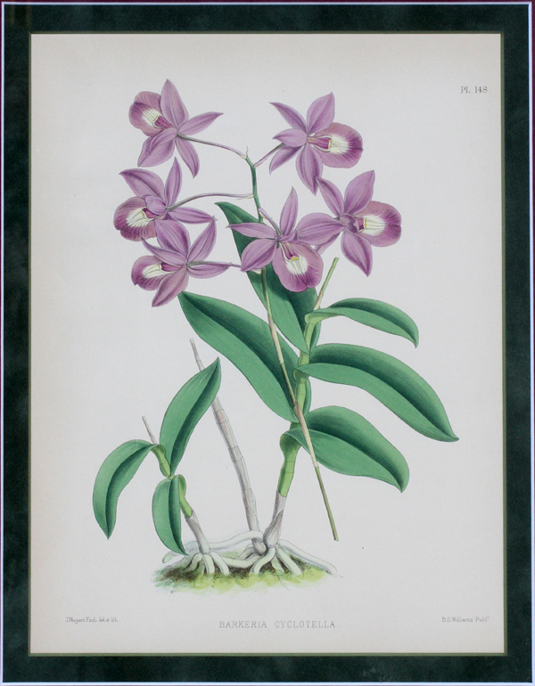 AFTER J. NUGENT FITCH, HAND COLORED LITHOGRAPH, PLATE 148, H 12", W 8 1/2"After J. Nugent Fitch,