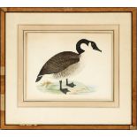 LONDON HAND COLORED LITHOGRAPH, "CANADA GOOSE", 1855M H 9 1/2", W 12"Maple frameDiscoloration near
