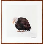 JAMES BALOG, DYE TRANSFER PRINT, BALD EAGLE, 1988, H 19 3/4", W 19 1/2"Signed, dated, and edition