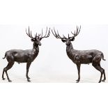 LIFE SIZE BRONZE DEER, PAIR, H 76", L 66", D 34"Unsigned; brown patina; both are bucks.Good