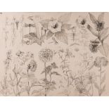 Emile Gallé. Flowers and insects sketch