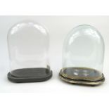 Two glass domes on wooden bases, the larger 37cm including the stand :For Condition Reports please