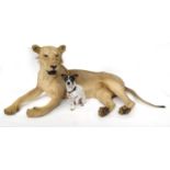 Taxidermy interest stuffed young male lion, 78cm high x 190cm wide x 105cm deep :For Condition