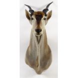 Taxidermy interest stuffed Eland head, 127cm high x 55cm wide x 105cm deep :For Condition Reports