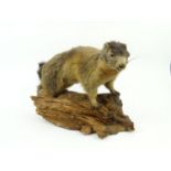 Taxidermy interest stuffed marmot, 37cm tall :For Condition Reports please visit www.