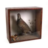 Taxidermy interest stuffed bird in a wooden case, D. Newby Animal & Bird Preserver, Guildhall