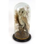Taxidermy interest stuffed barn owl housed under a glass dome