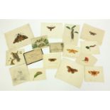 Selection of small early unframed 19th century miniature watercolours including dogs, birds, moths
