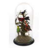 Taxidermy interest stuffed group of eight exotic birds on a branch under a glass dome, 48cms