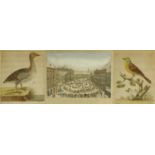 Three antique hand coloured prints - The Yellowhammer, The Wild Goose and a French square scene, all