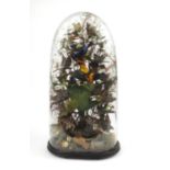 Taxidermy interest glass domed case of exotic birds on branches, 72cm high
