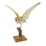 Taxidermy interest stuff barn owl on a branch, the owl 58cm high