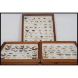 A collection of three framed, glazed and mounted taxidermy moths, dating from the 1970's.