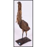 An antique late 19th / early 20th century taxidermy example of a Bitterne bird,