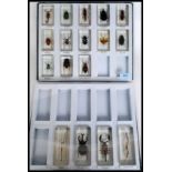 A collection of acryllic cased large bugs in display cases.