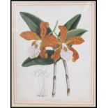 A 20th century Botanical framed and glazed print of flower ( see illustrations )