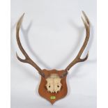 A large pair of deer antlers with skull mounted to a large mahogany plinth,