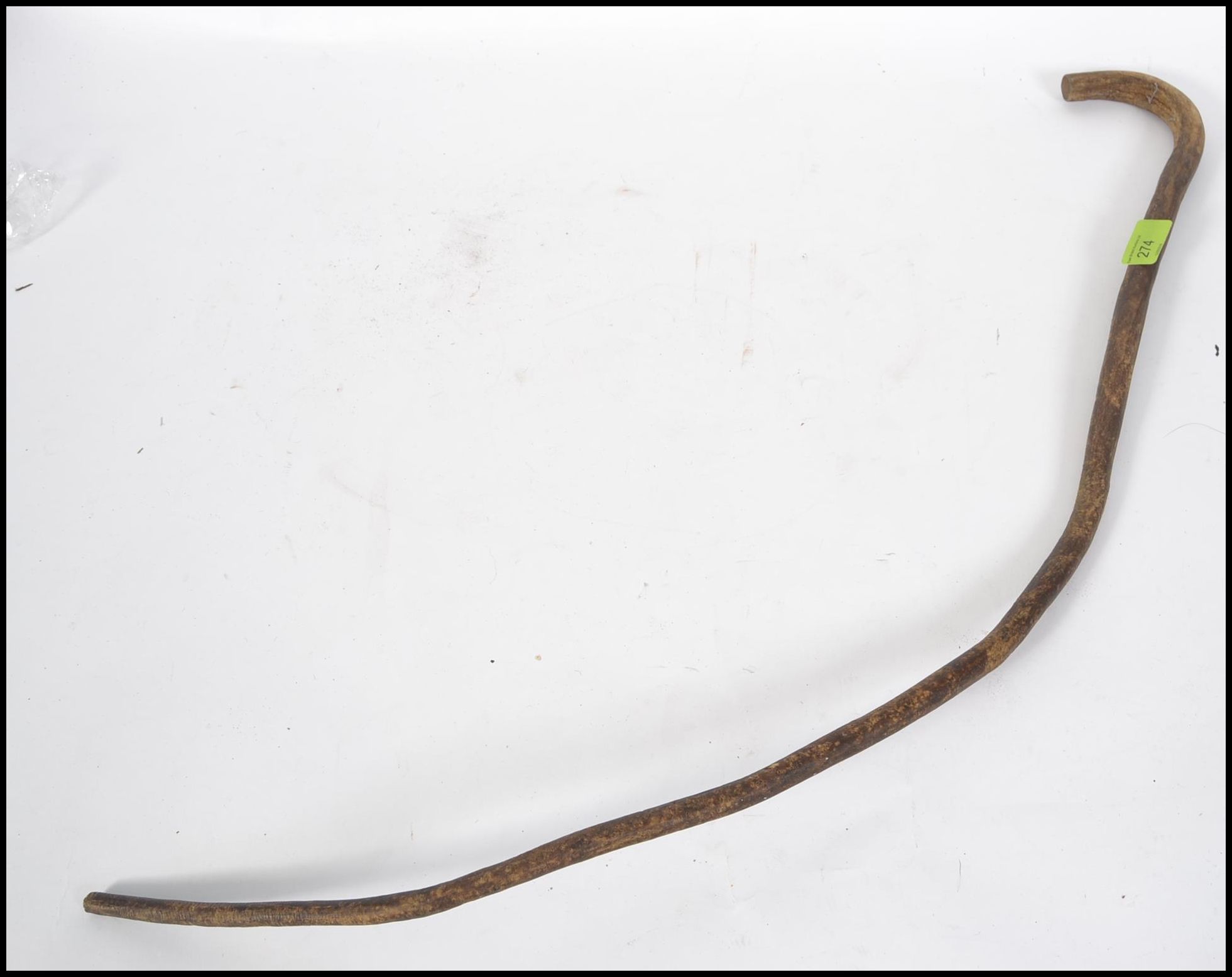 An early 20th Century bulls penis walking stick of unusual form ( see illustration) Approx 90cm