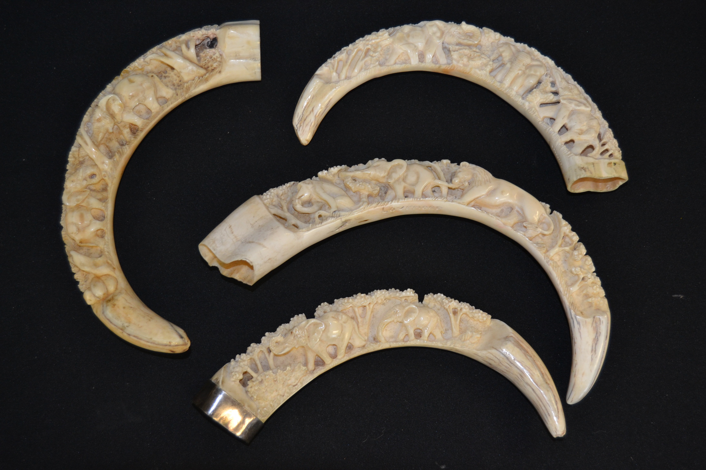A collection of 4 early 20th century warthog tusks ( one with silver collar ) being carved