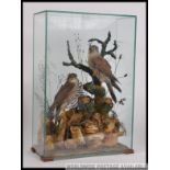 A stunning early 19th century taxidermy diorama of kestrel and a hobby.