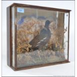 An early 20th century taxidermy example