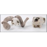 A 20th century stunning large rams ( goat )scull with curled horns together with a large cows head