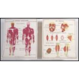 A pair of retro mid century school / industrial French double sided anatomical medical posters by '