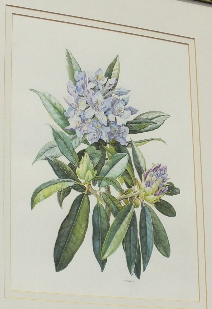 Rosaleen Wain S B A RHODODENDRON PONTICUM Signed watercolour, titled verso, 38 x 28cm.