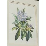 Rosaleen Wain S B A RHODODENDRON PONTICUM Signed watercolour, titled verso, 38 x 28cm.