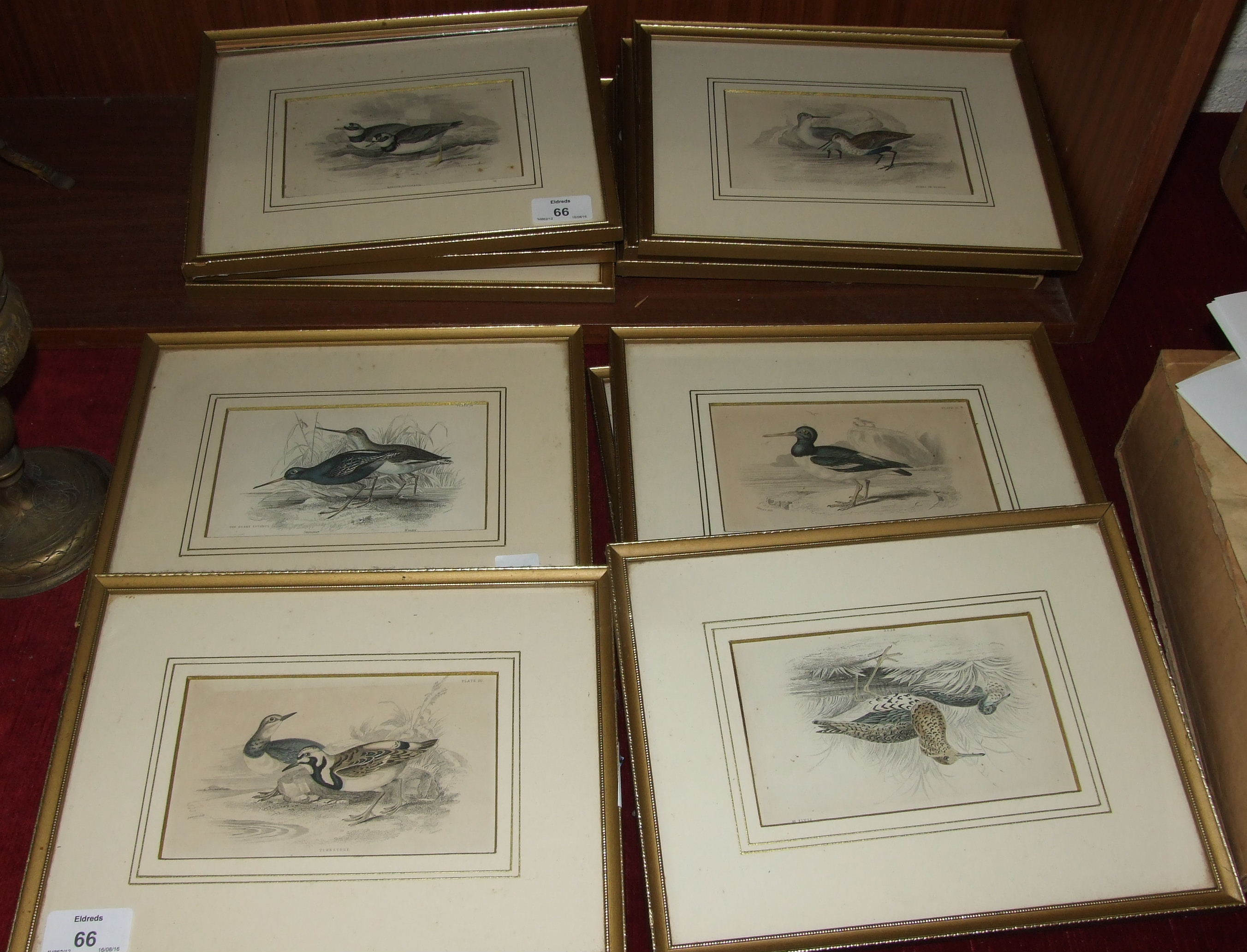 A set of twelve book plate engravings of birds after Stewart, (12).