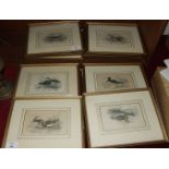 A set of twelve book plate engravings of birds after Stewart, (12).