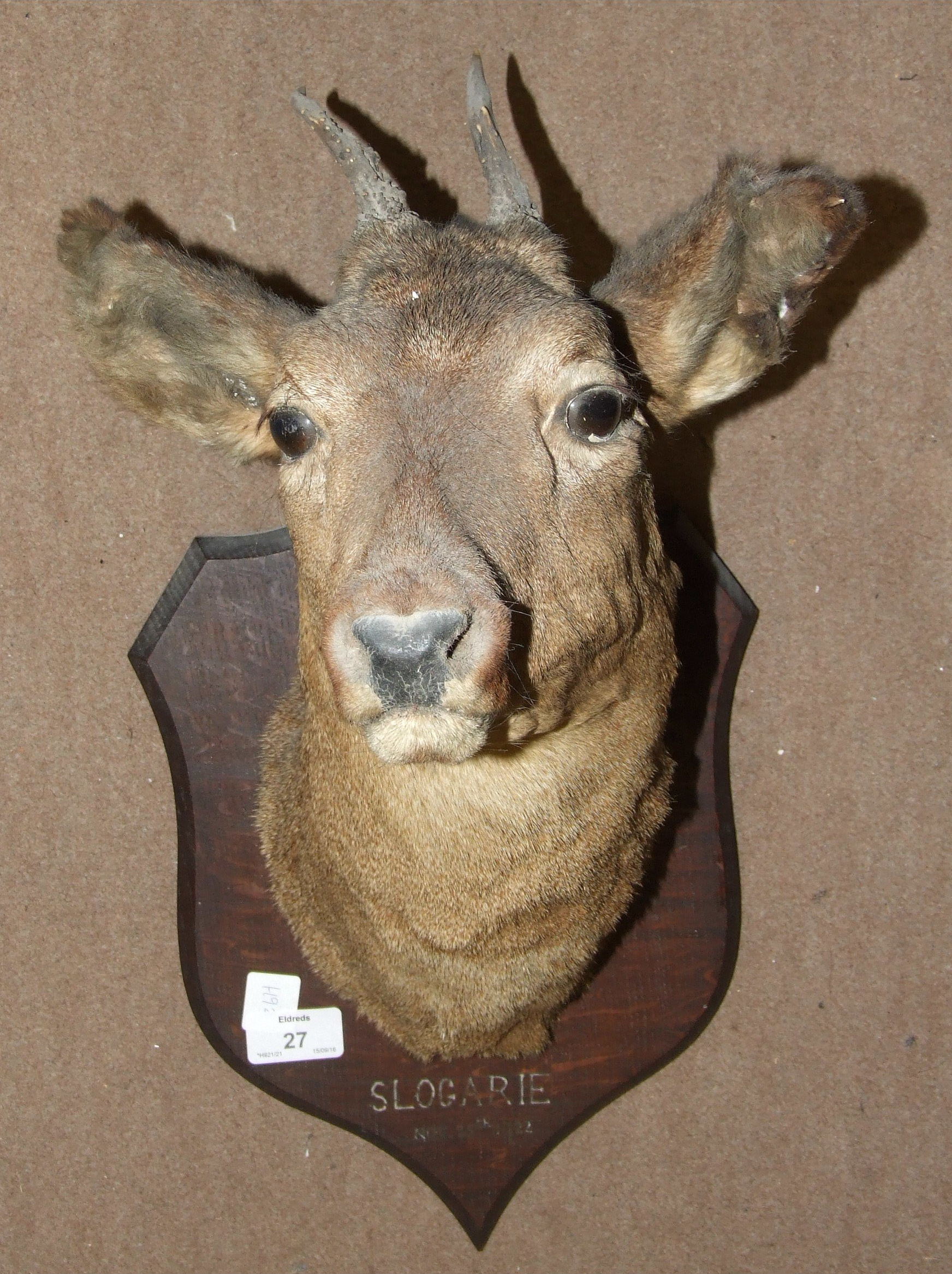 A taxidermy deer head mounted on an oak shield marked 'Slogarie.......', (Scotland), 48cm high.