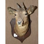 A taxidermy deer head mounted on an oak shield marked 'Slogarie.......', (Scotland), 48cm high.