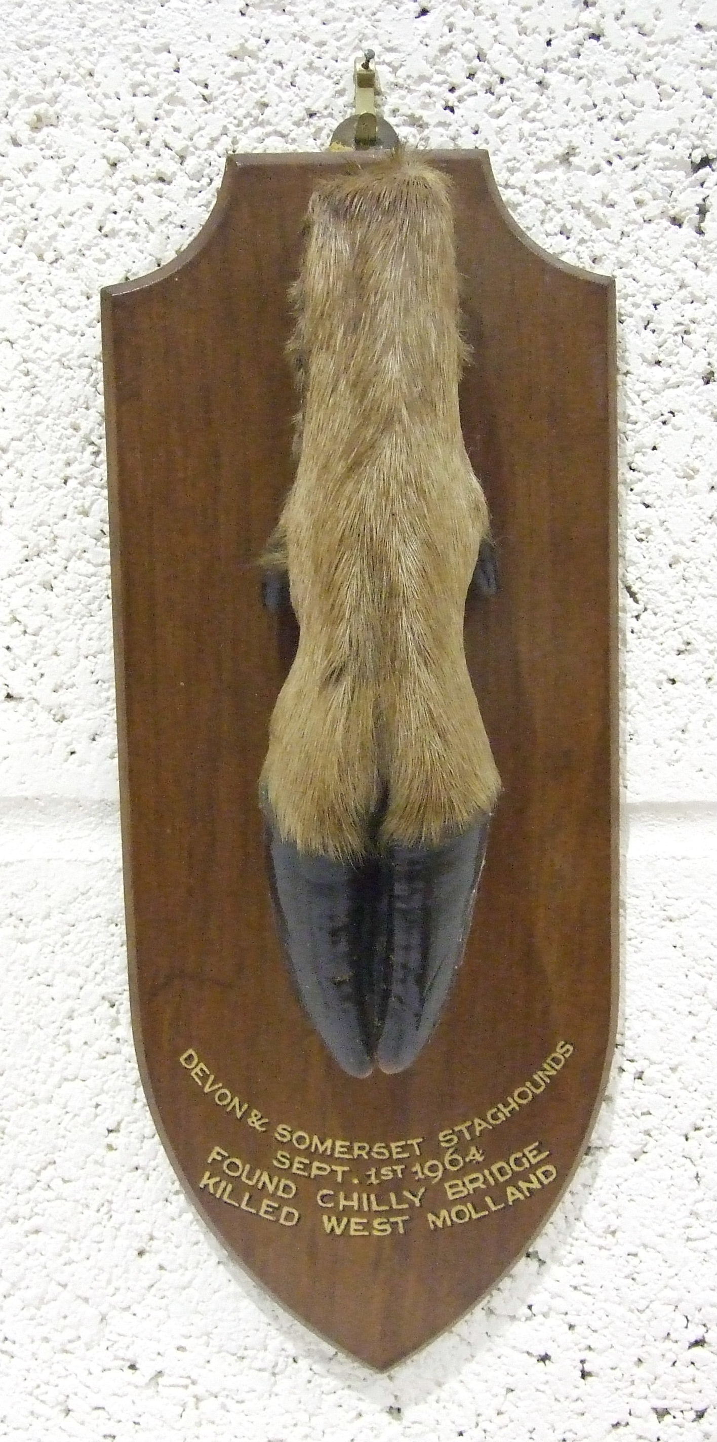 A Red Deer slot mounted on an oak shield, marked in gilt letters Devon & Somerset Stag Hounds