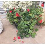 A Bird of Paradise plant, two large Geranium plants and one other shrub.