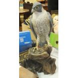 A carved wood model of a Goshawk perched on a piece of bark, 48cm high.