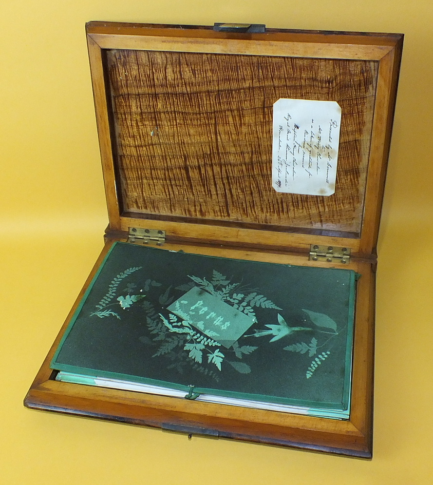 A collection of twenty-one card mounted pressed fern specimens, each with hand written Latin name