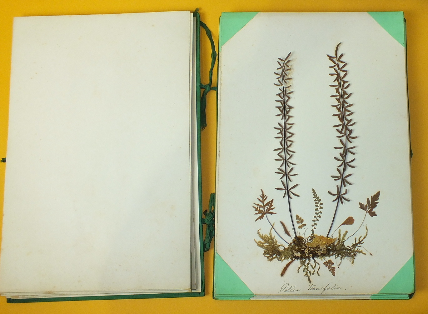 A collection of twenty-one card mounted pressed fern specimens, each with hand written Latin name - Image 5 of 7