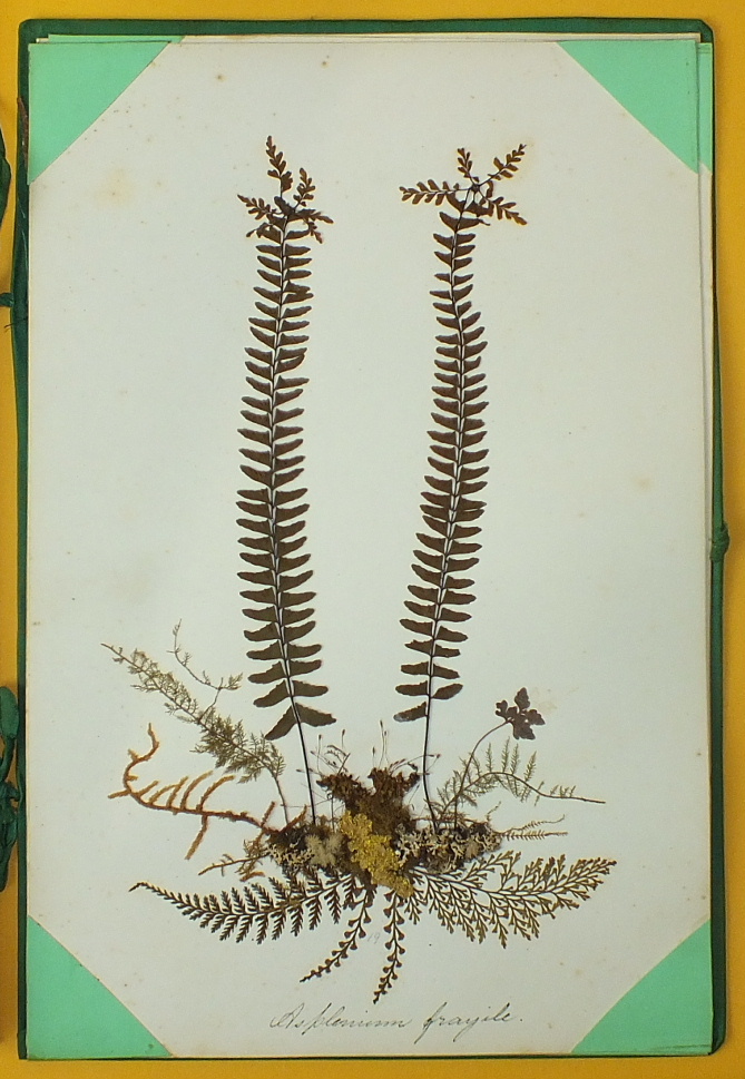 A collection of twenty-one card mounted pressed fern specimens, each with hand written Latin name - Image 7 of 7