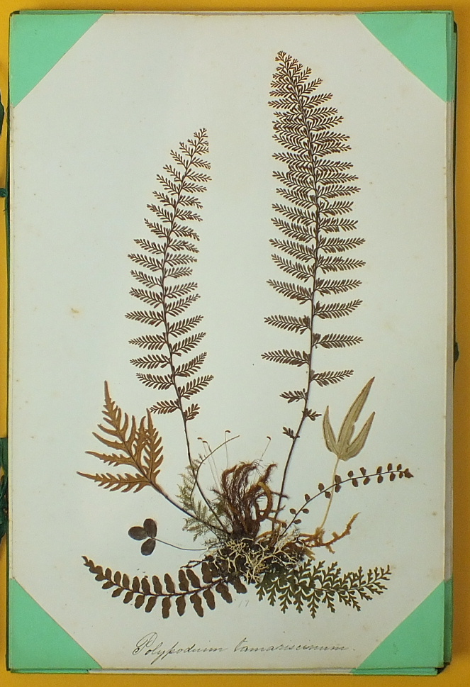 A collection of twenty-one card mounted pressed fern specimens, each with hand written Latin name - Image 6 of 7