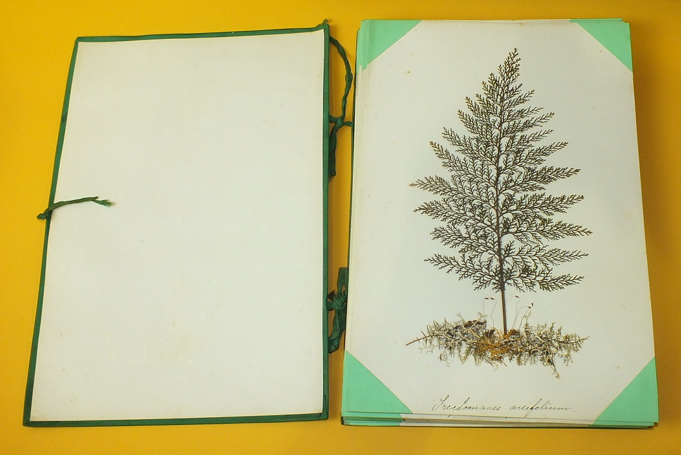 A collection of twenty-one card mounted pressed fern specimens, each with hand written Latin name - Image 3 of 7