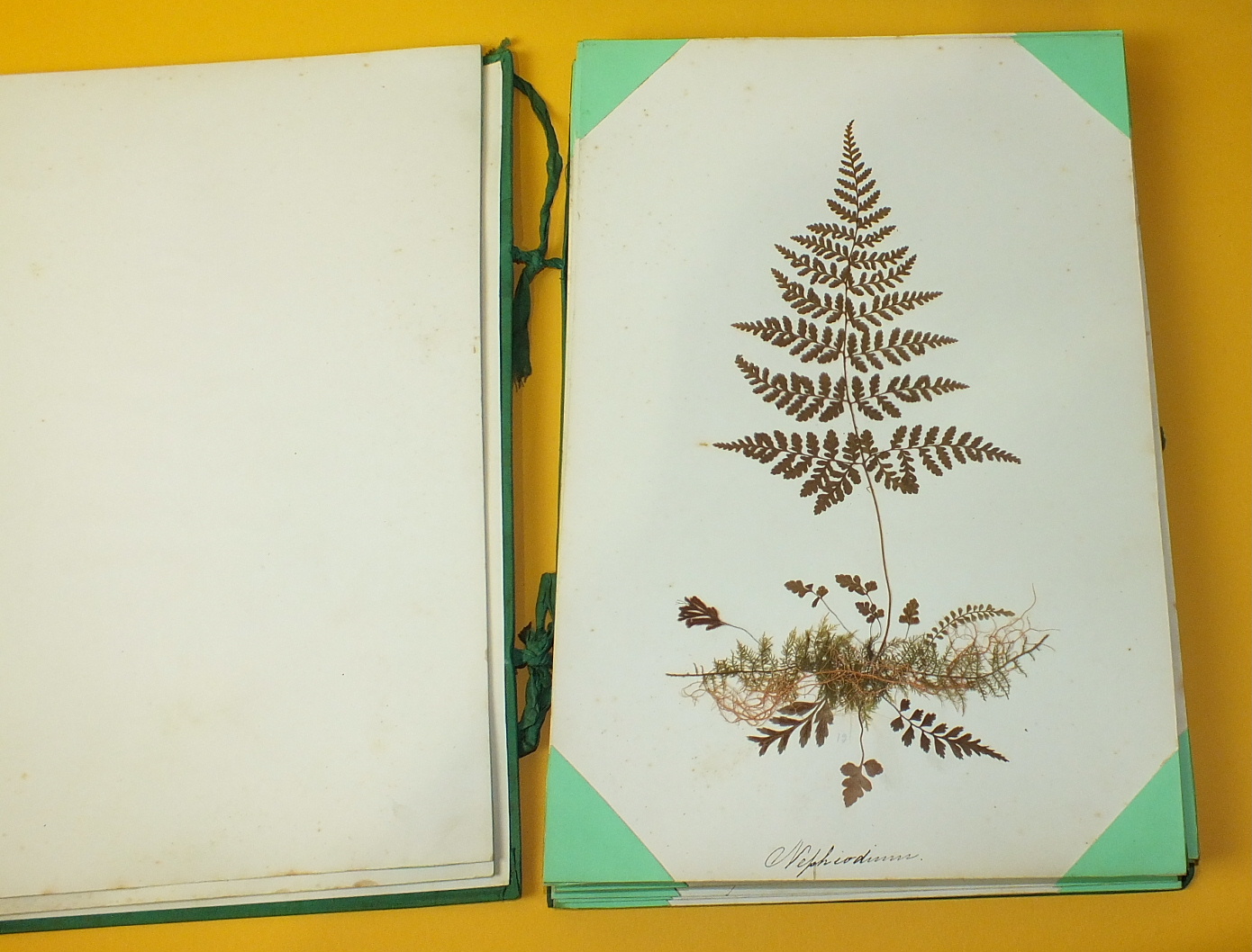 A collection of twenty-one card mounted pressed fern specimens, each with hand written Latin name - Image 4 of 7