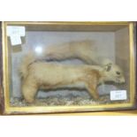 An early 20th century taxidermied red squirrel in glazed case, 21 x 30cm.