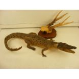 Mounted antlers together with a Taxidermy Caiman