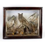 A taxidermy long-eared owl perched beside a blackcap, a wagtail and a pair of great tits, all within