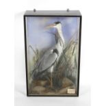 An early 20th century taxidermy heron, by P. Spicer c.1925, stood within three glass wooden case