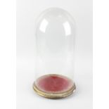 Two glass domes, comprising one of circular outline and raised upon a lined gilt wood base, 19.5 (