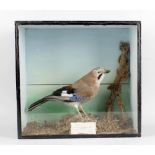 A taxidermy jay, stood within glazed wooden case having merging green painted lining and with
