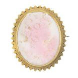 A late 19th century gold conch shell cameo brooch. Of oval-shape outline, the conch shell