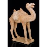 A Chinese Tang Dynasty (618 - 906AD) pottery model of a Bactrian camel,